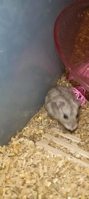 Hamster (Winter White Dwarf)