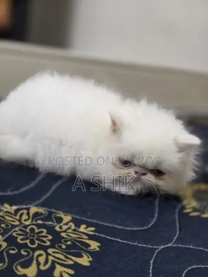 1-3 months Female Purebred Persian