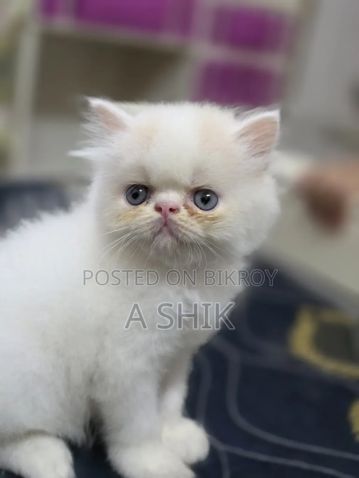 1-3 months Female Purebred Persian