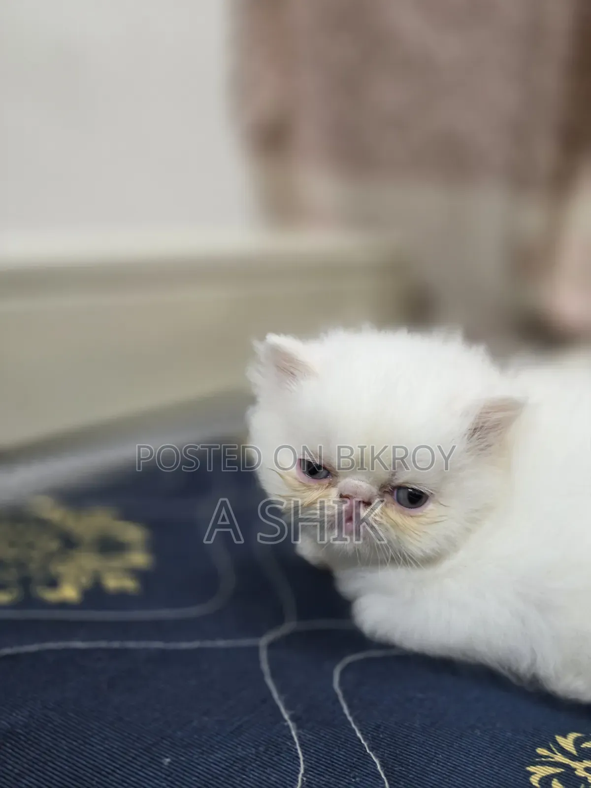 1-3 months Female Purebred Persian