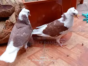Rajgolla Pigeon