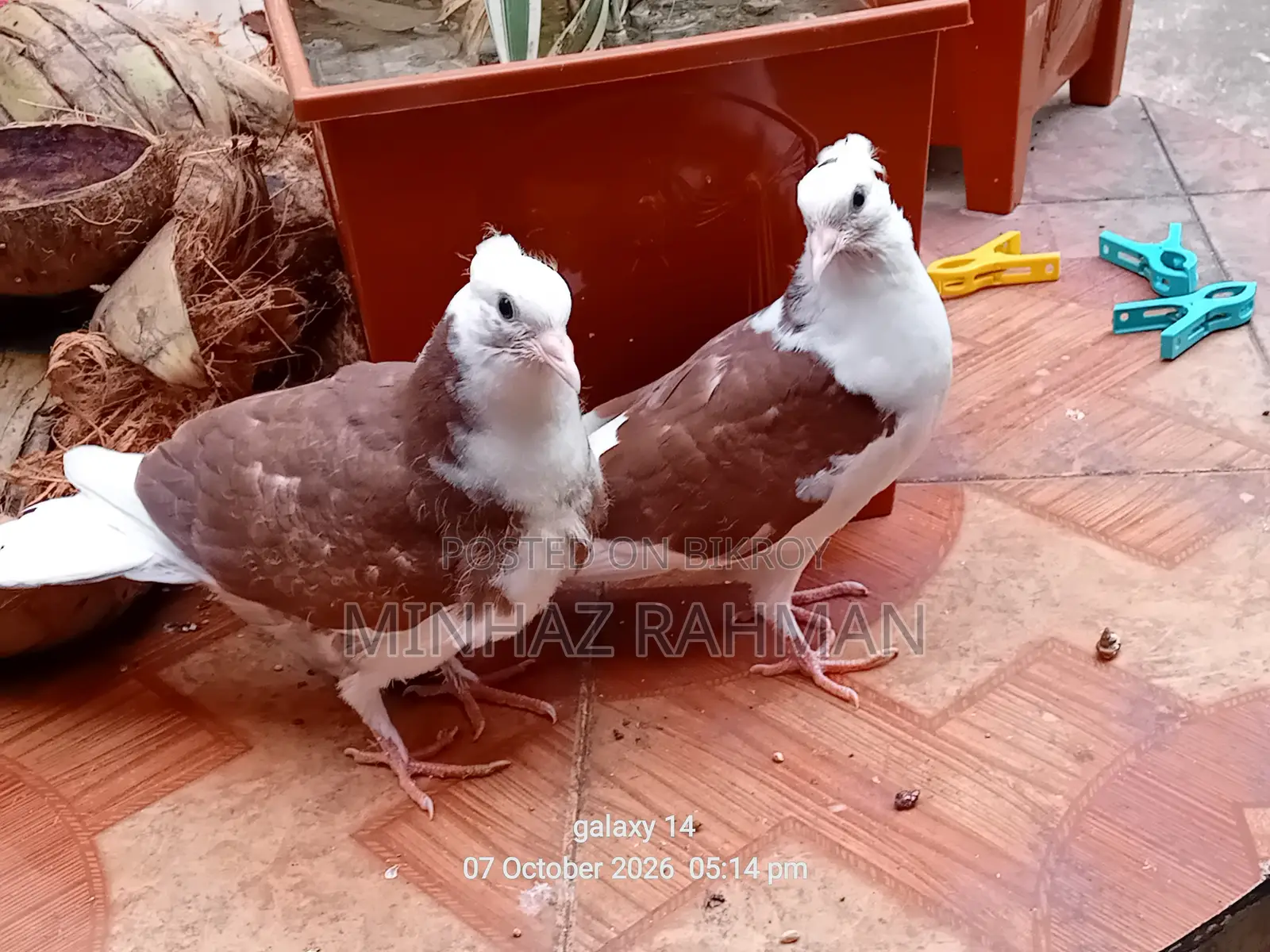 Rajgolla Pigeon