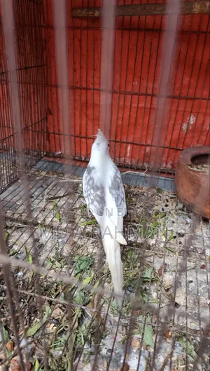 কোকাটেল মেল
