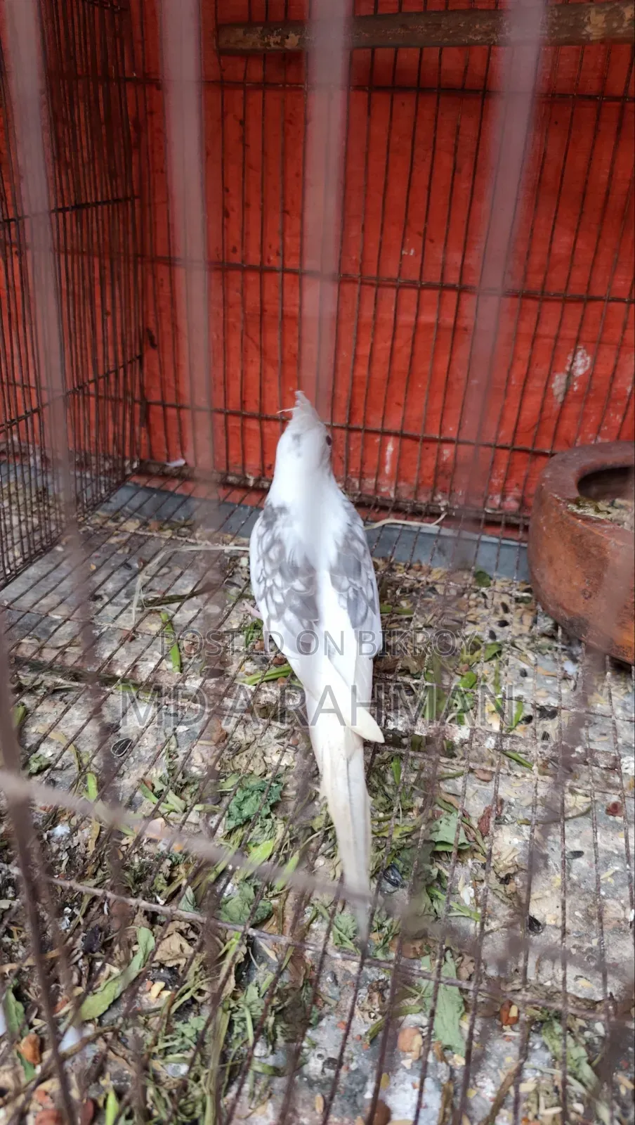 কোকাটেল মেল