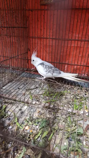 কোকাটেল মেল