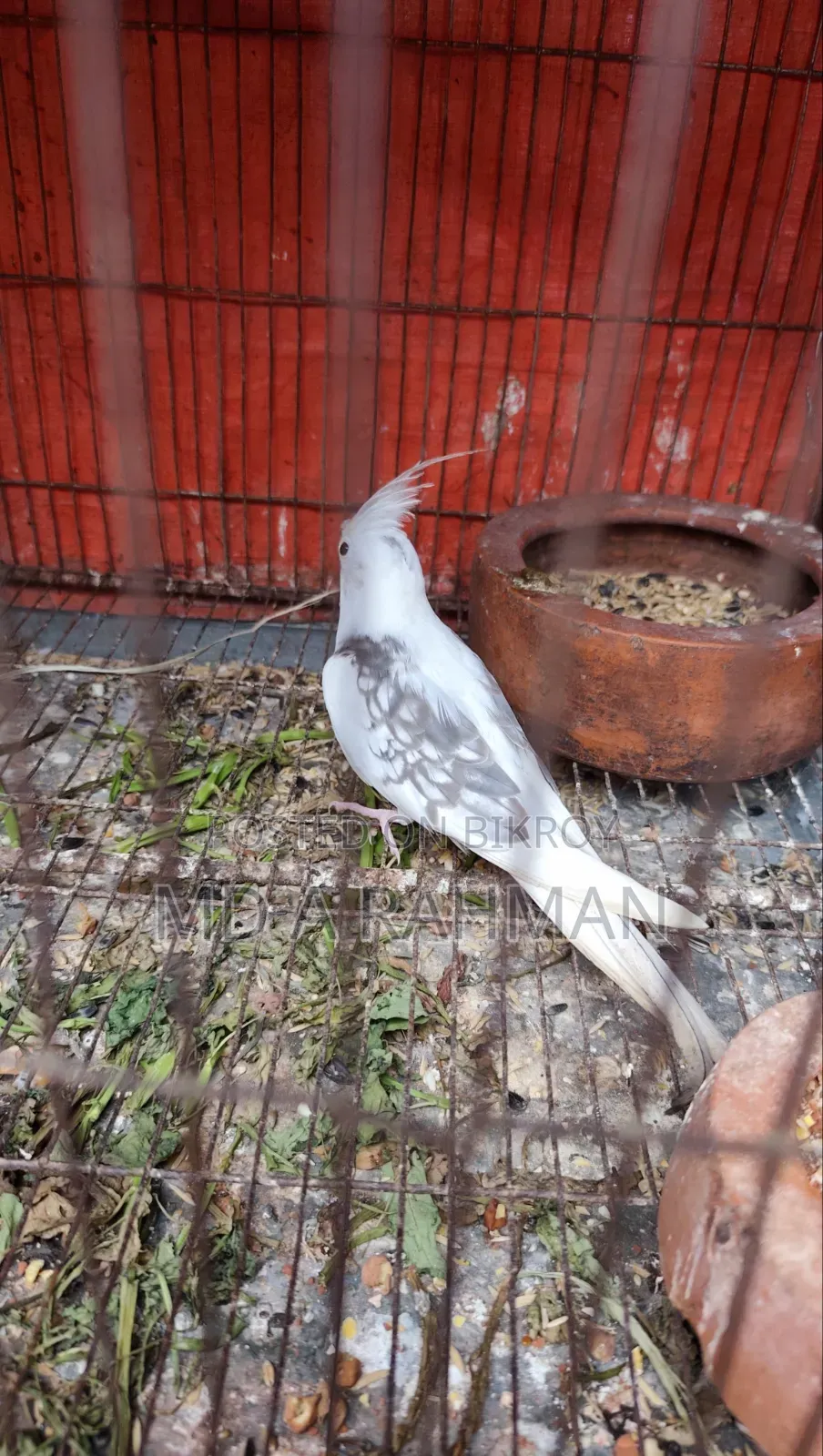 কোকাটেল মেল