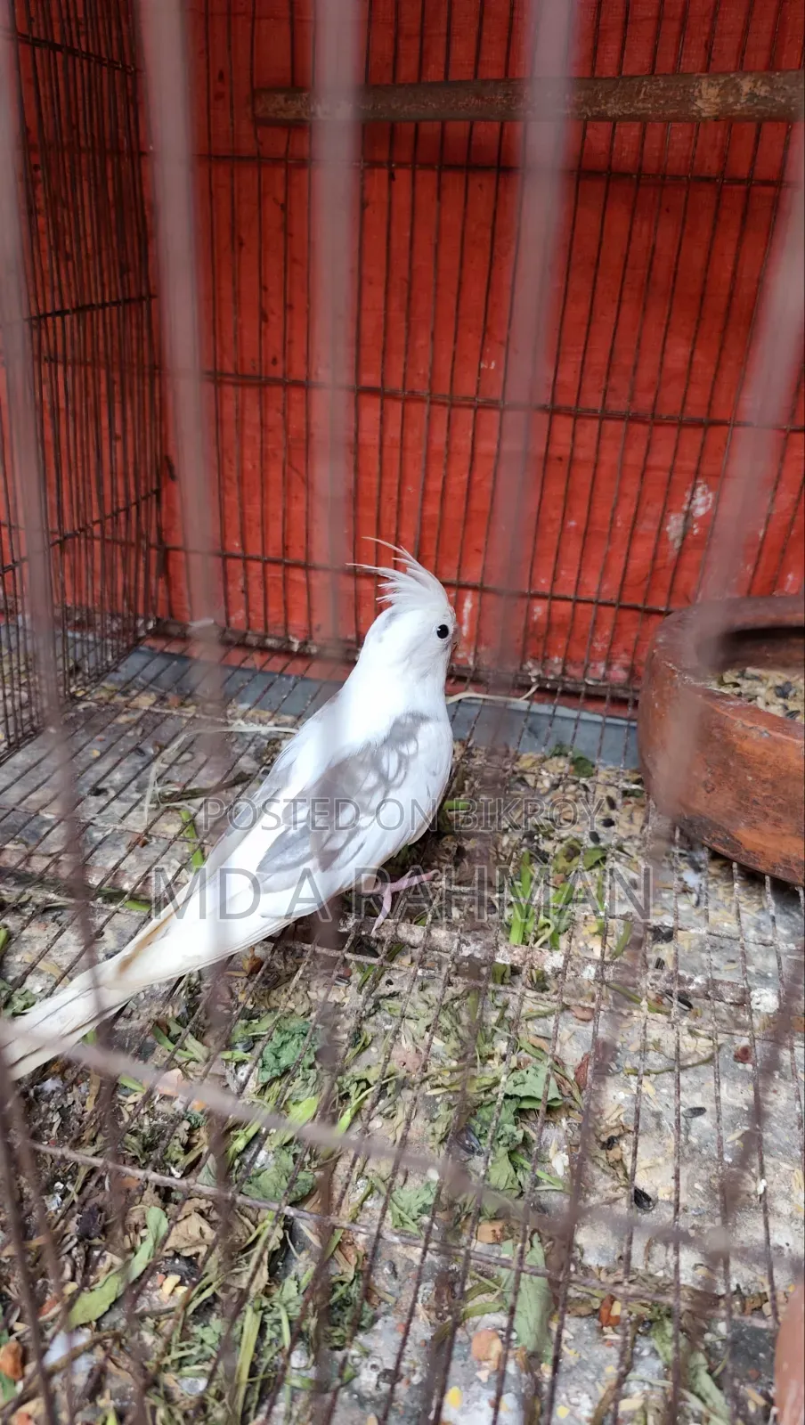 কোকাটেল মেল
