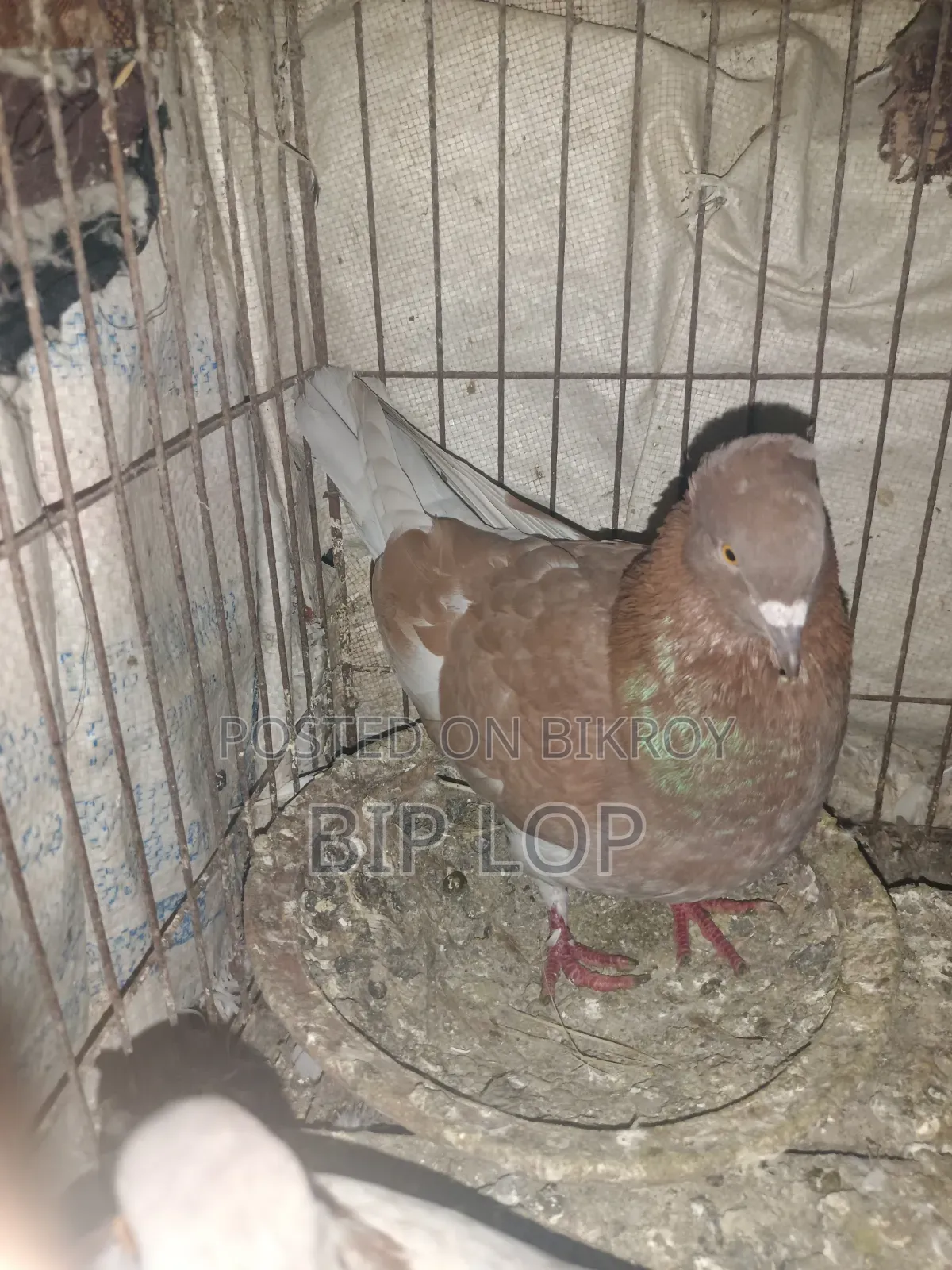 বিগ সাইজের বাংলা কবুতর