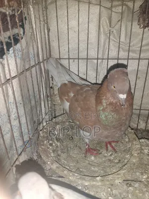 বিগ সাইজের বাংলা কবুতর