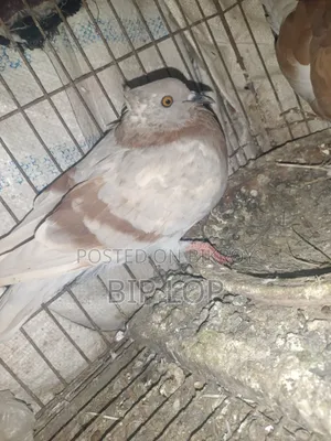 বিগ সাইজের বাংলা কবুতর