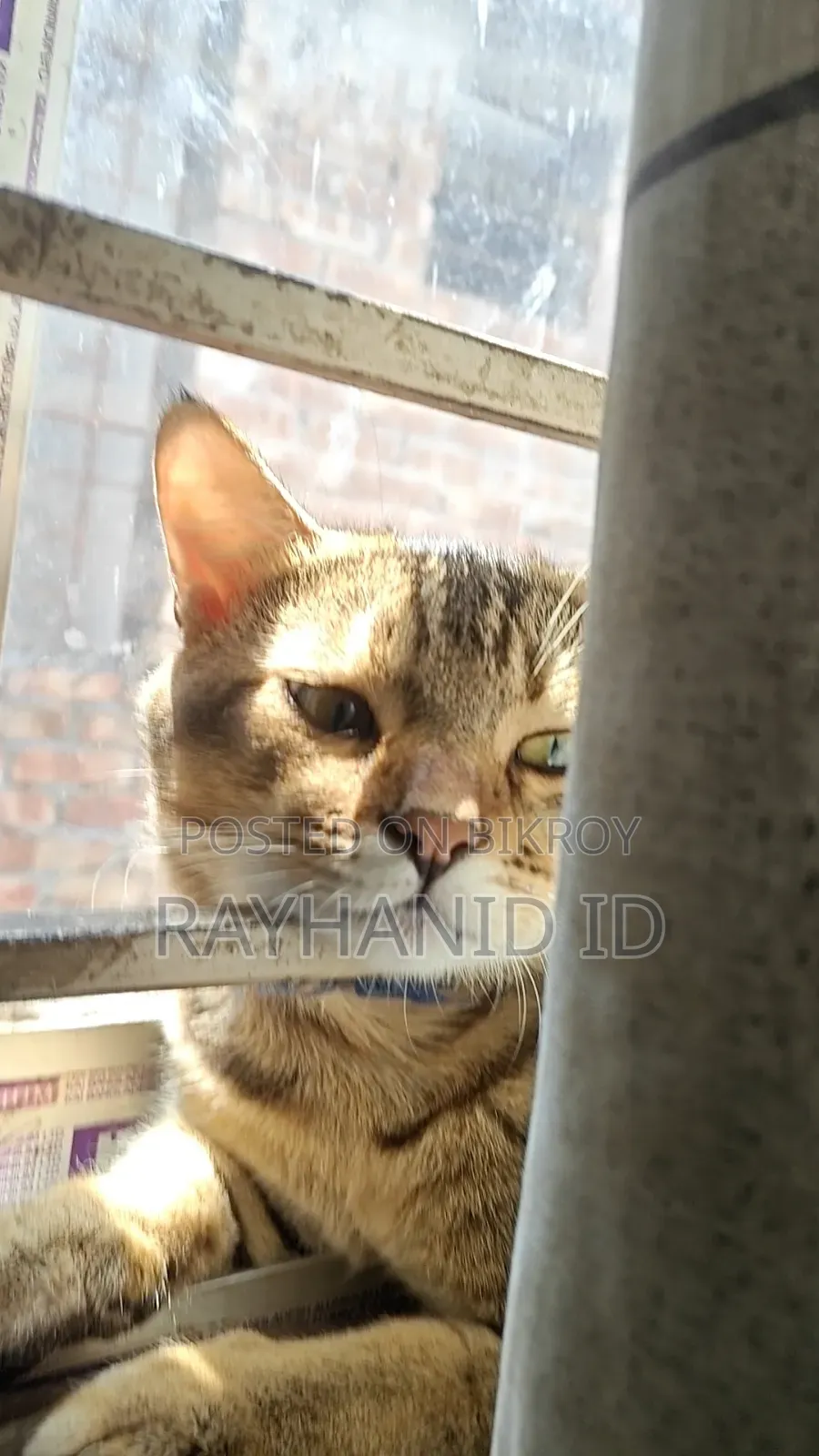 1+ year Male Purebred Scottish Fold