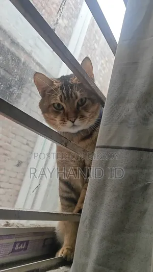 1+ year Male Purebred Scottish Fold