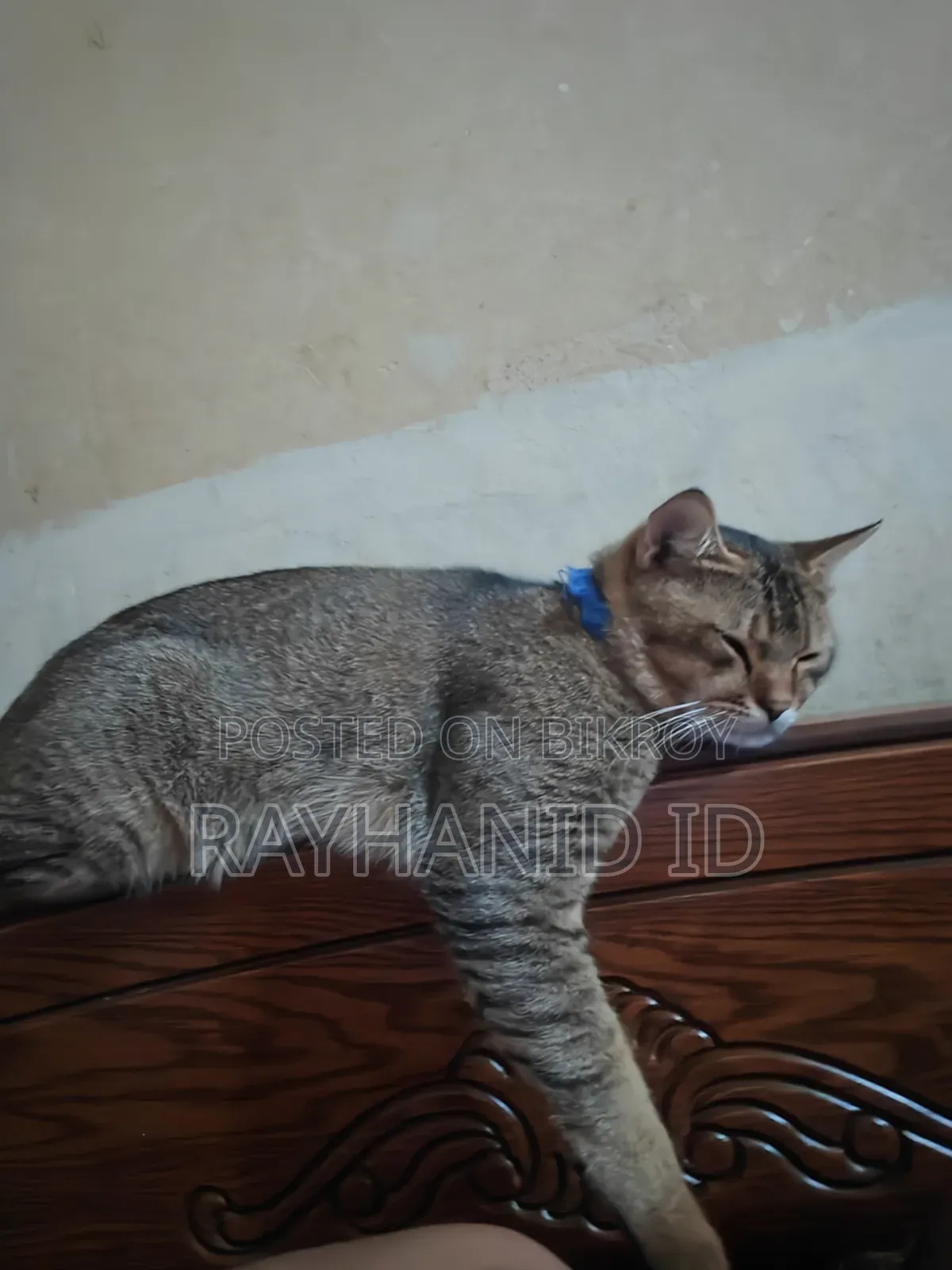1+ year Male Purebred Scottish Fold