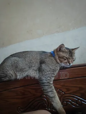 1+ year Male Purebred Scottish Fold