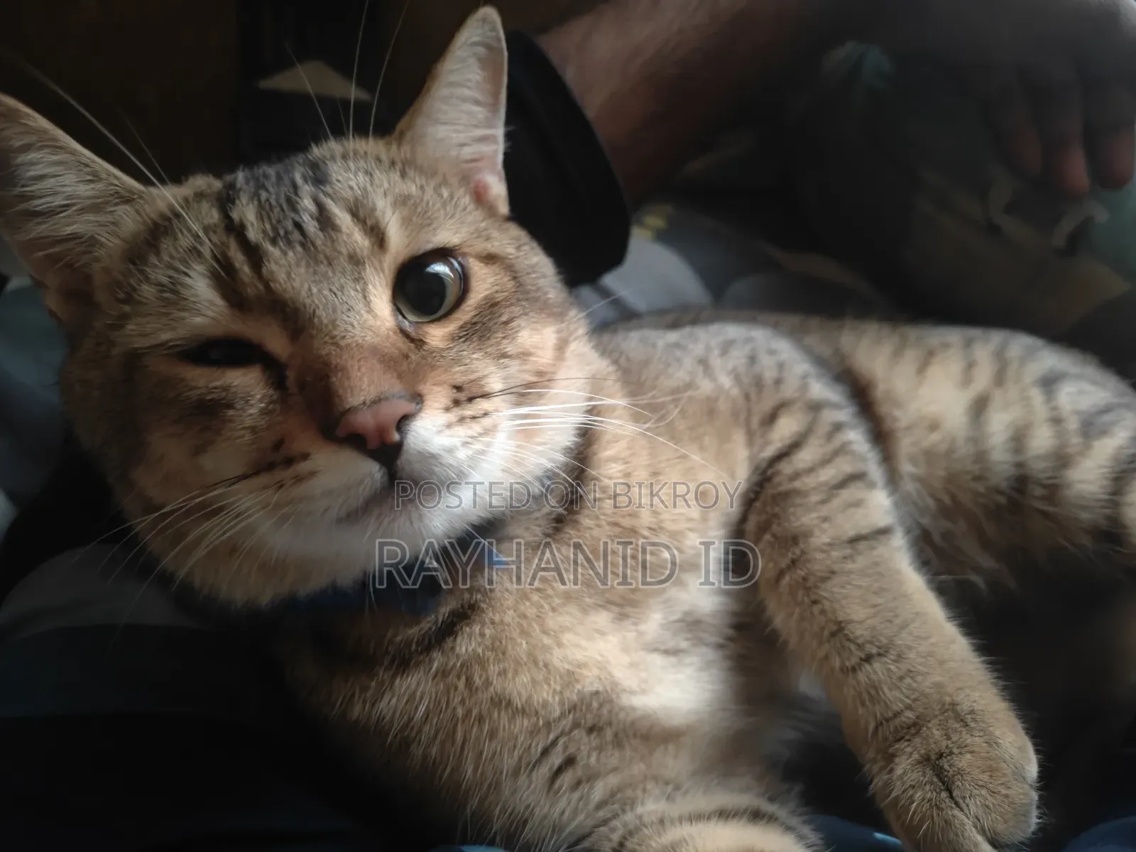 1+ year Male Purebred Scottish Fold