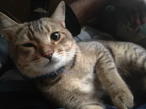 1+ year Male Purebred Scottish Fold