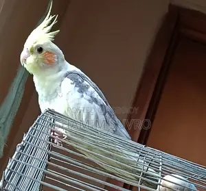 ককাটেল পাখি বিক্রি