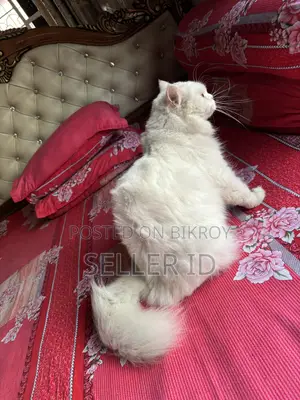 ১+ বছরের ফিমেল পিওরব্রেড পার্সিয়ান