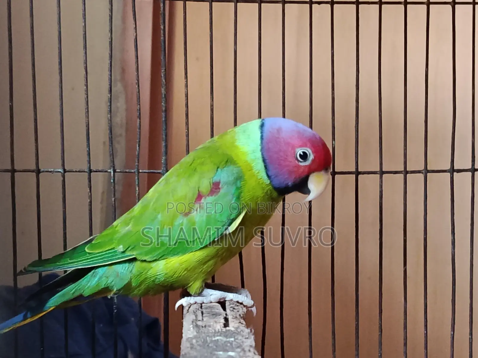 হীরামন টিয়া পাখি