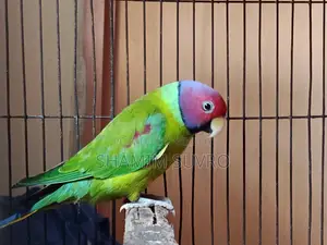 হীরামন টিয়া পাখি