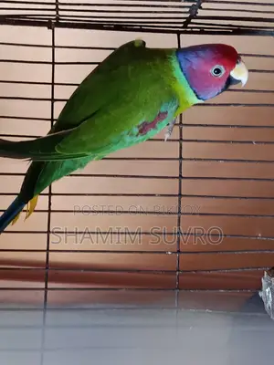 হীরামন টিয়া পাখি