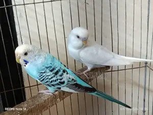 বাজরিগার পাখি