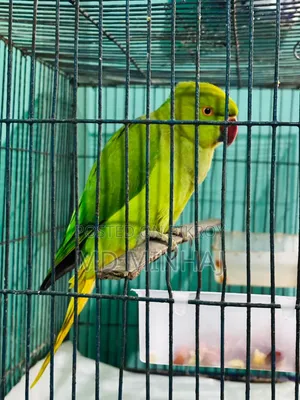 Indian Ringneck Parakeet for Sale | Healthy Green Parrot