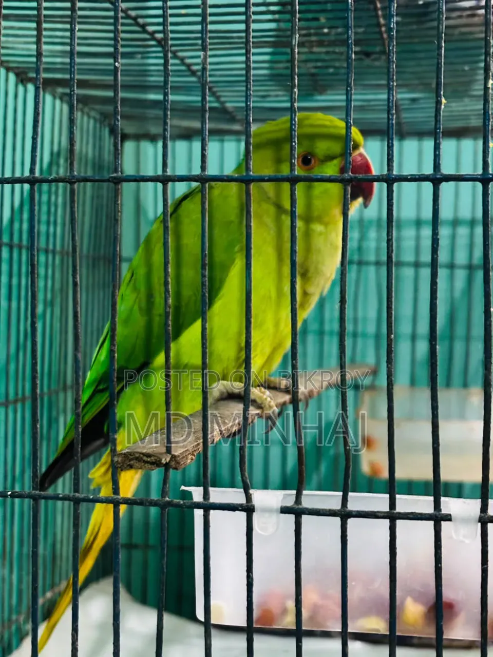 বিক্রির জন্য ইন্ডিয়ান রিংনেক টিয়া পাখি | সুস্থ সবুজ টিয়া