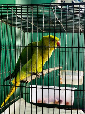 বিক্রির জন্য ইন্ডিয়ান রিংনেক টিয়া পাখি | সুস্থ সবুজ টিয়া