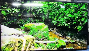স্যামসাং টিভি