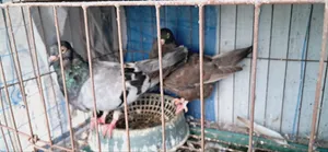 King Pigeon