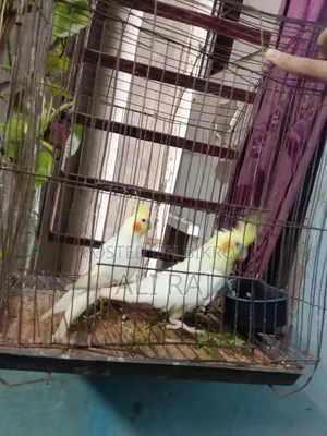 এক জোরা কোকাটেল রানিং পেয়ার ডিম বাচ্চা গেরানটি