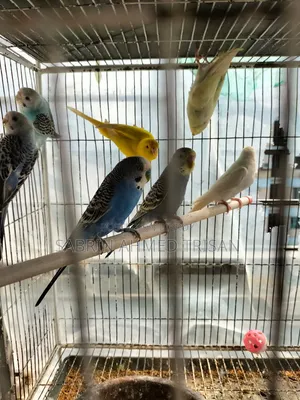 বাজরিগার পাখি