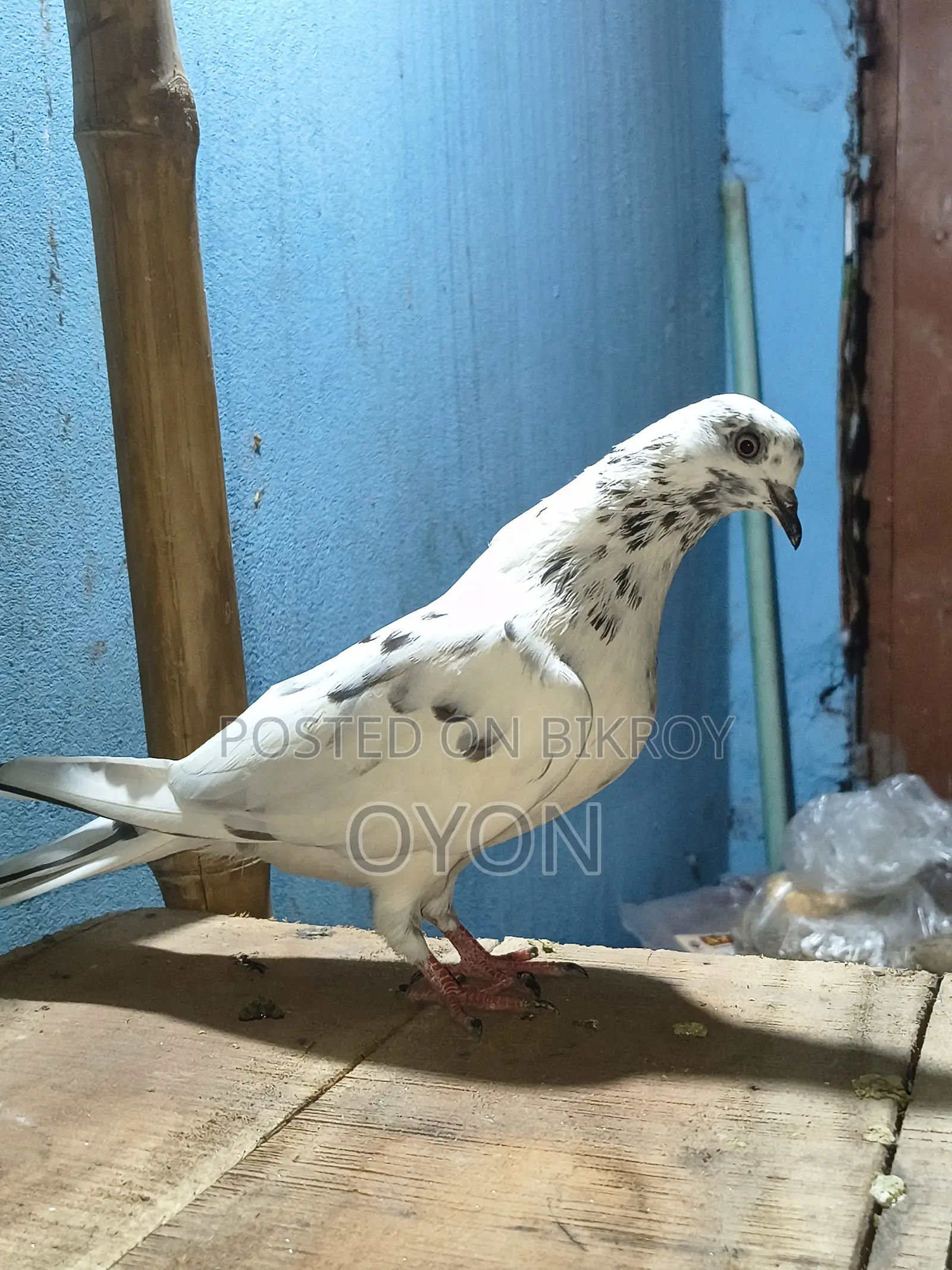 Caught Pigeon