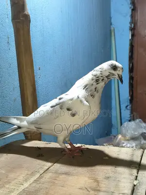 Caught Pigeon