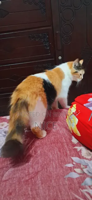 ৬-১২ মাস বয়সী ফিমেল মিক্সড ব্রিড পার্সিয়ান