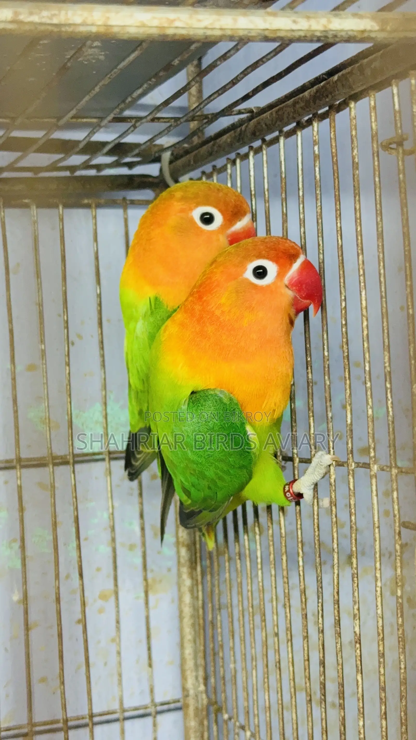 গ্রিন ফিসার অপলাইন লাভবার্ড (মাস্টার পেয়ার)