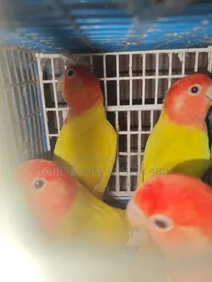 ককটেল বেবি লাভ বার্ড রানিং