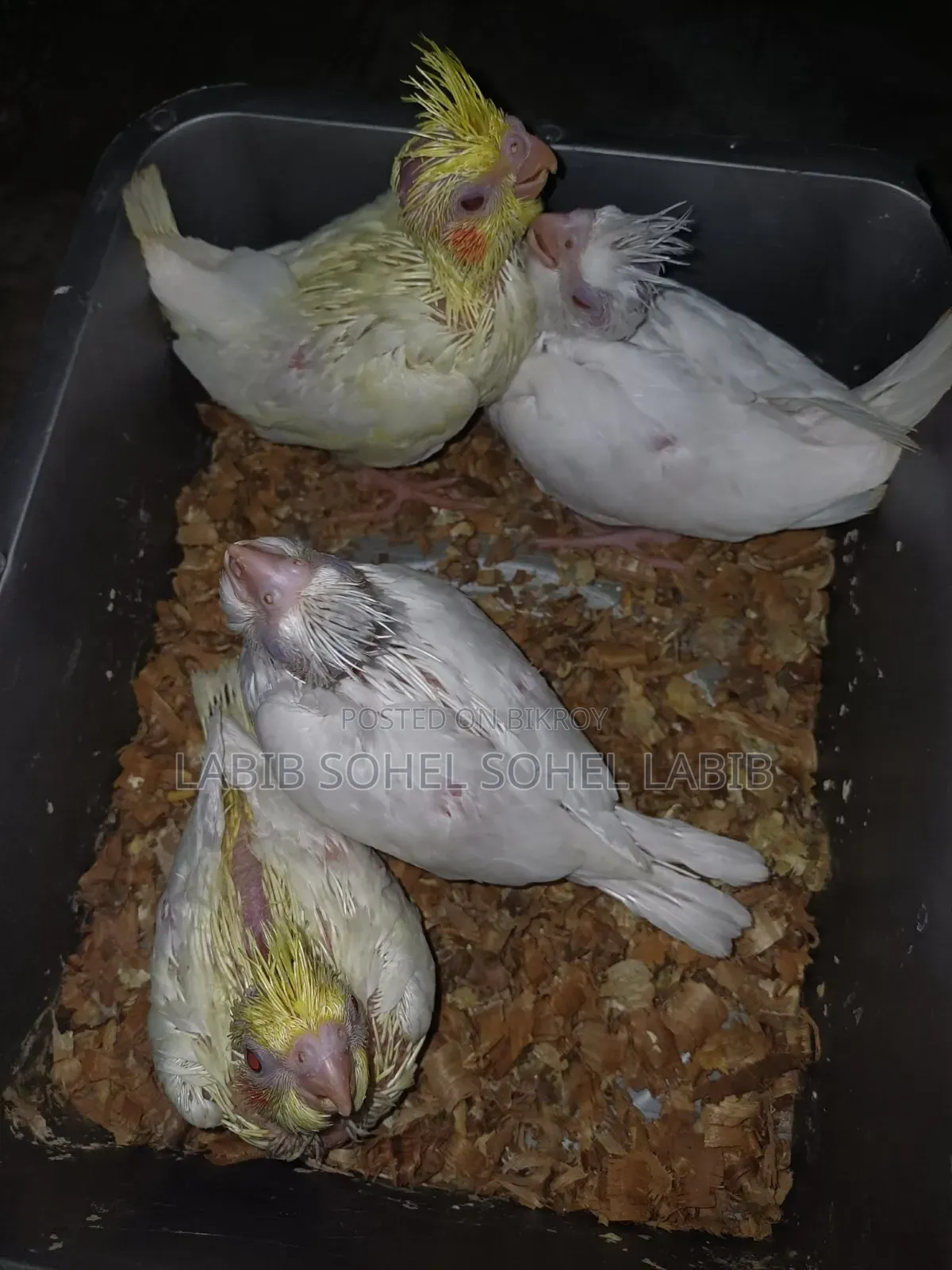 ককটেল বেবি লাভ বার্ড রানিং