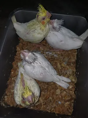 ককটেল বেবি লাভ বার্ড রানিং