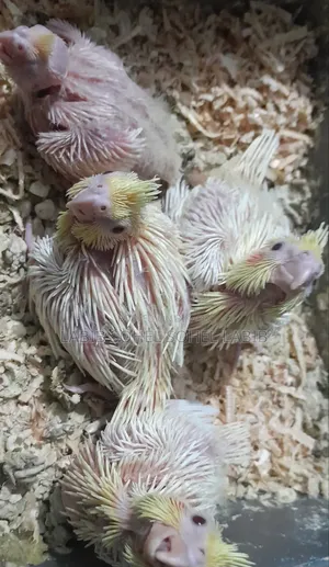 ককটেল বেবি লাভ বার্ড রানিং
