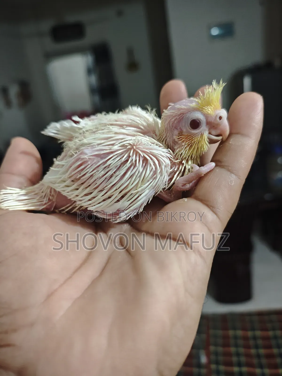 ককাটেল টেম বাচ্চা/ডায়মন্ড ঘুঘু বাচ্চা/সেমি এডাল্ট