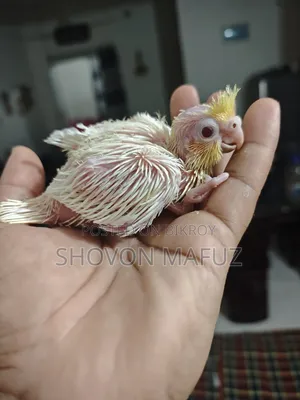 ককাটেল টেম বাচ্চা/ডায়মন্ড ঘুঘু বাচ্চা/সেমি এডাল্ট