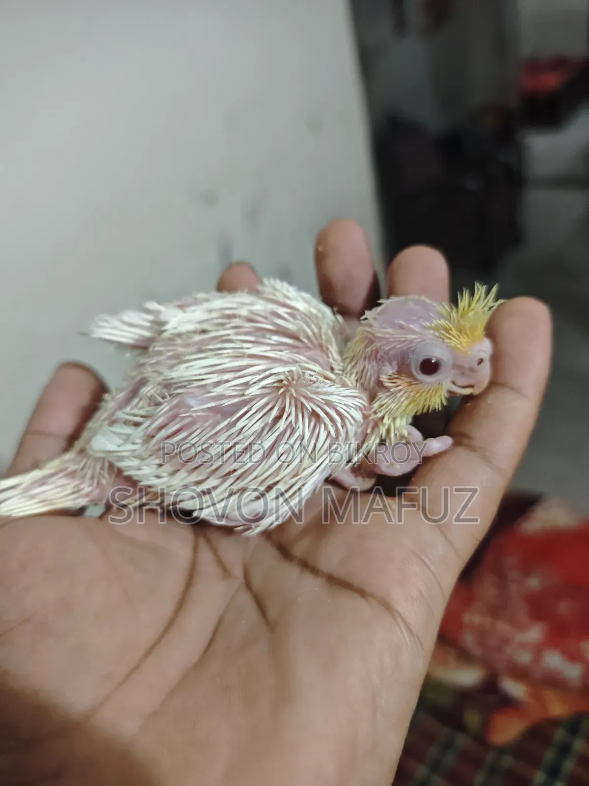 ককাটেল টেম বাচ্চা/ডায়মন্ড ঘুঘু বাচ্চা/সেমি এডাল্ট