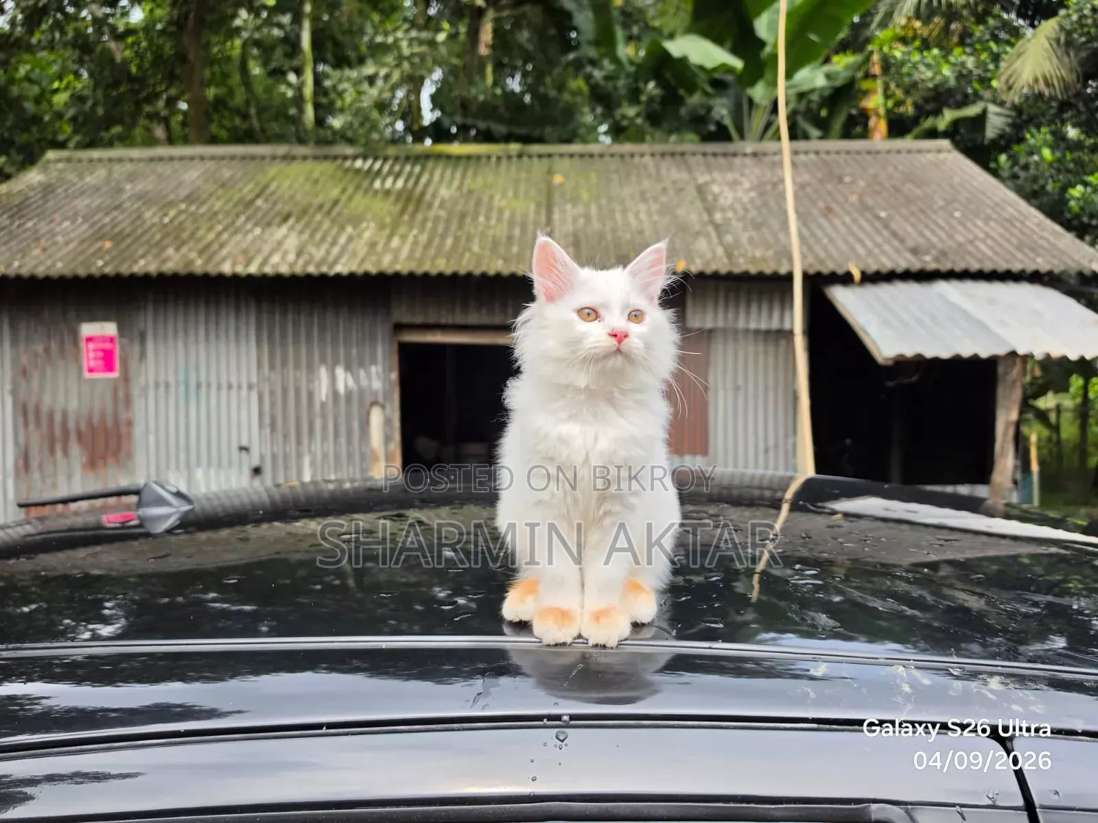 1-3 months Male Purebred Persian