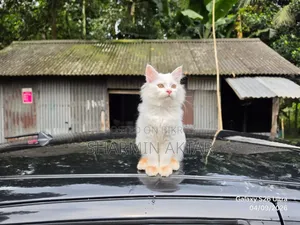 1-3 months Male Purebred Persian