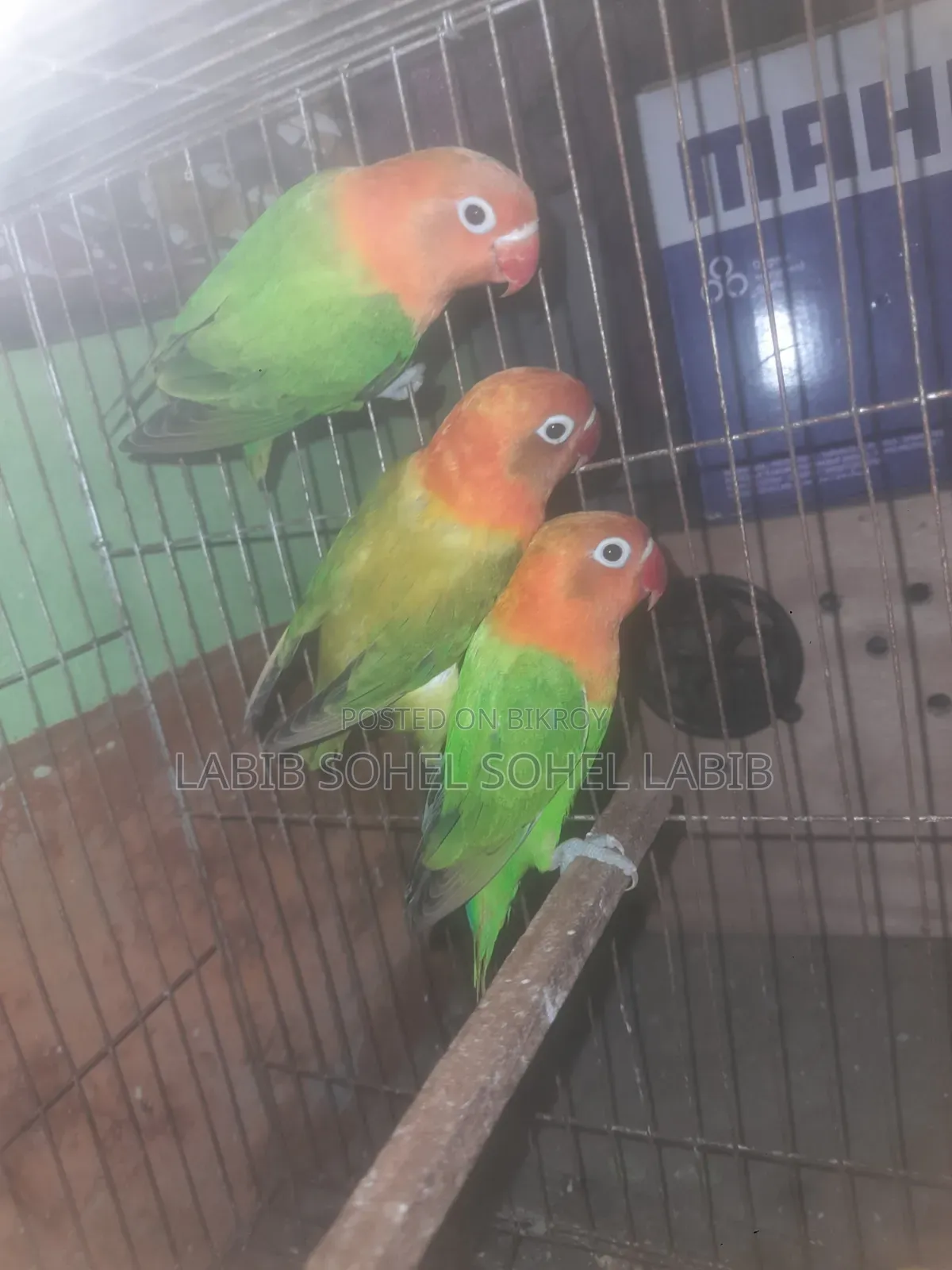 ককটেল বেবি লাভ বার্ড রানিং