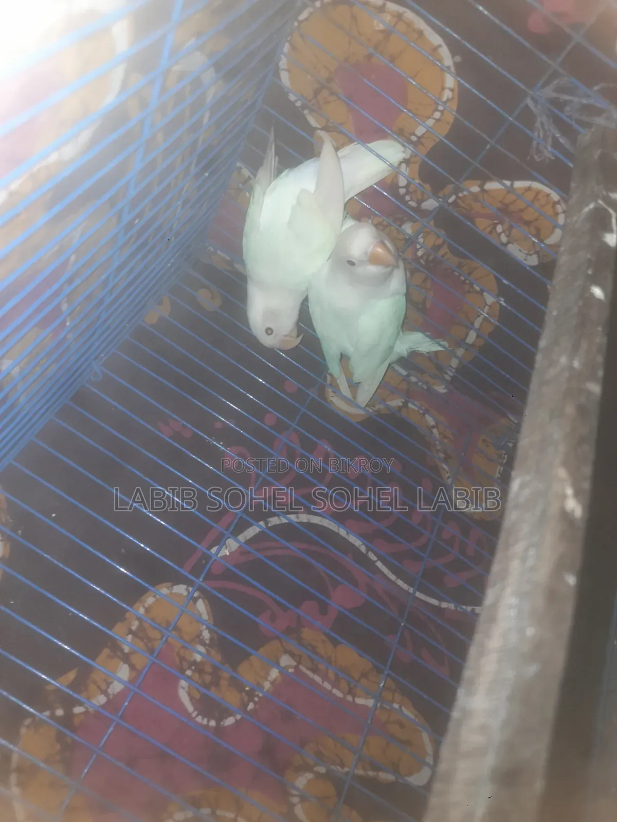 ককটেল বেবি লাভ বার্ড রানিং