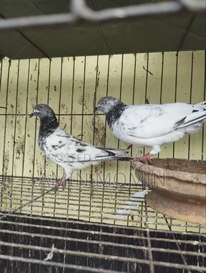 পাকিং কবুতর বিক্রি হবে