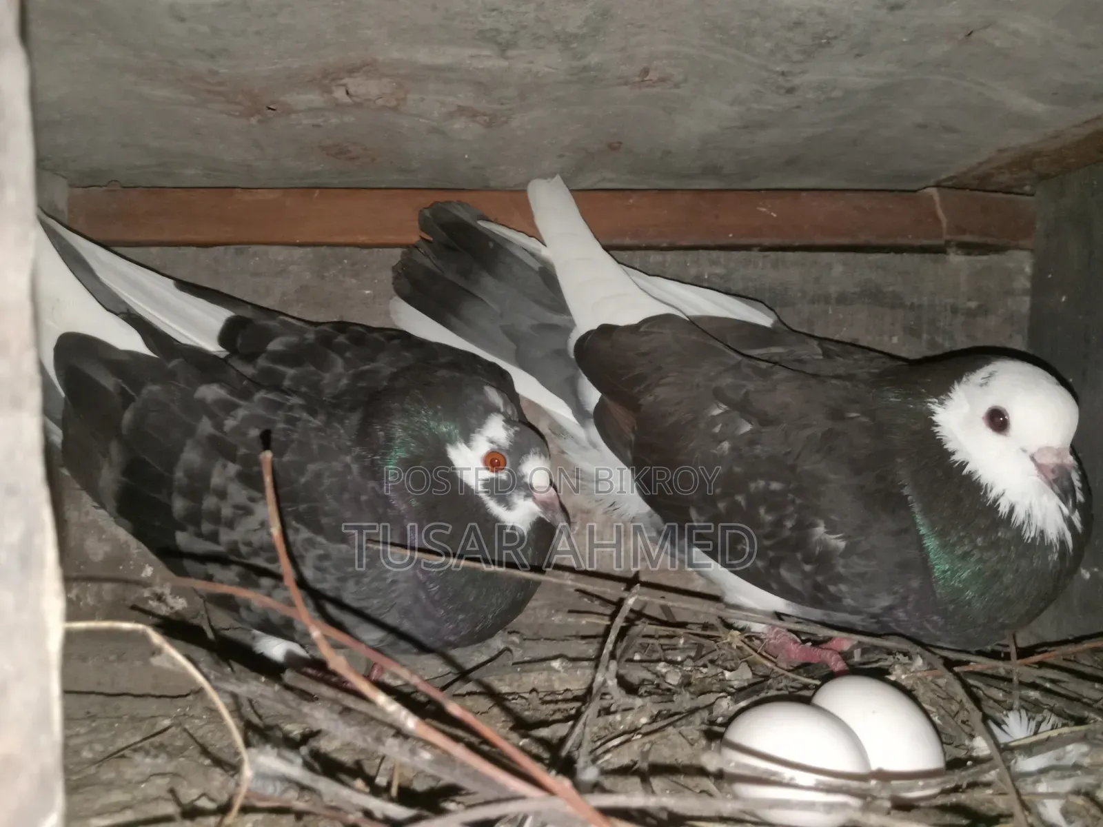 Desi Golla Pigeon